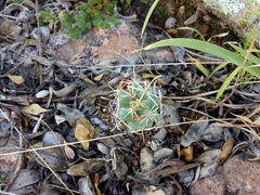 Coryphantha clavata stipitata