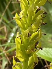 Platanthera micrantha