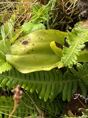 Platanthera micrantha