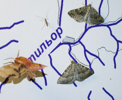 Scotopteryx aelptes