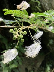 Zapoteca portoricensis