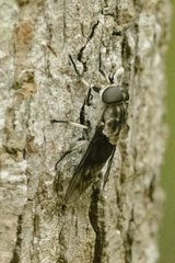Tabanus trimaculatus