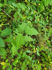 Chenopodiastrum hybridum