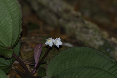 Bertolonia nymphaeifolia