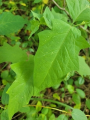 Chenopodiastrum hybridum