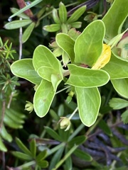 Lysimachia azorica