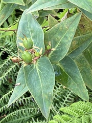 Hypericum foliosum