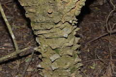 Zanthoxylum rhoifolium