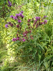 Vernonia