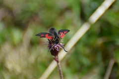 Zygaena exulans