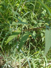 Vernonia