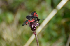 Zygaena exulans