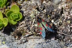 Zygaena exulans