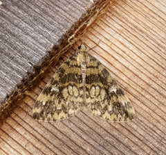 Hydriomena speciosata