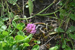 Bombus mesomelas