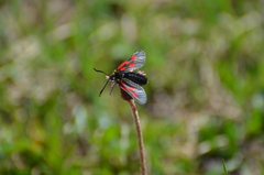 Zygaena exulans