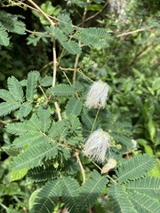 Zapoteca portoricensis