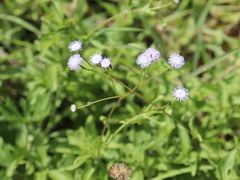 Ageratum gaumeri