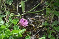 Bombus mesomelas