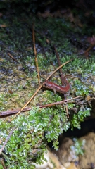 Desmognathus ocoee