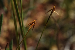 Carex pauciflora