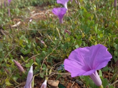 Ipomoea lozanii