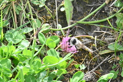 Bombus mesomelas