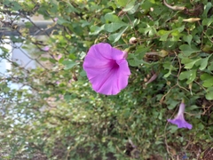 Ipomoea lozanii