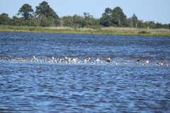 Haematopus palliatus