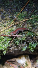 Desmognathus ocoee