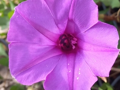 Ipomoea lozanii