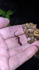 Desmognathus ocoee
