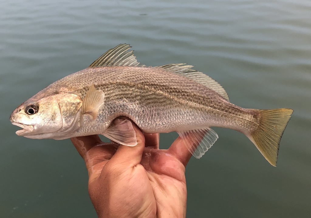 Croaker (Genyonemus lineatus) — Sciaenidae