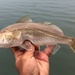 White Croaker - Photo (c) Jacob, some rights reserved (CC BY-NC), uploaded by Jacob