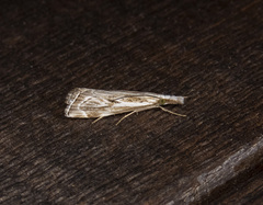Catoptria oregonicus