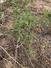 Salsola collina