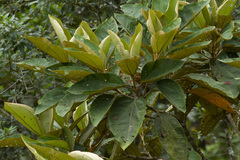 Miconia formosa