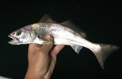 Atractoscion nobilis
