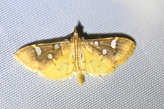 Cotachena pubescens