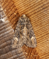 Aseptis binotata