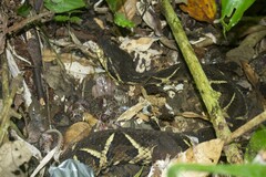 Bothrops jararacussu