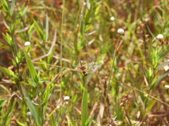 Celithemis ornata