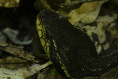 Bothrops jararacussu