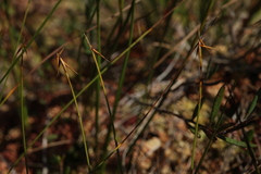 Carex pauciflora