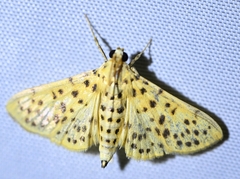 Conogethes punctiferalis