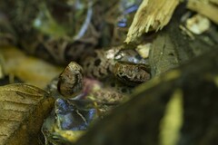 Bothrops jararacussu
