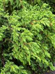 Juniperus brevifolia