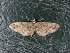 Eupithecia graefii