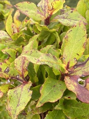 Vaccinium cylindraceum