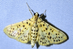 Conogethes punctiferalis